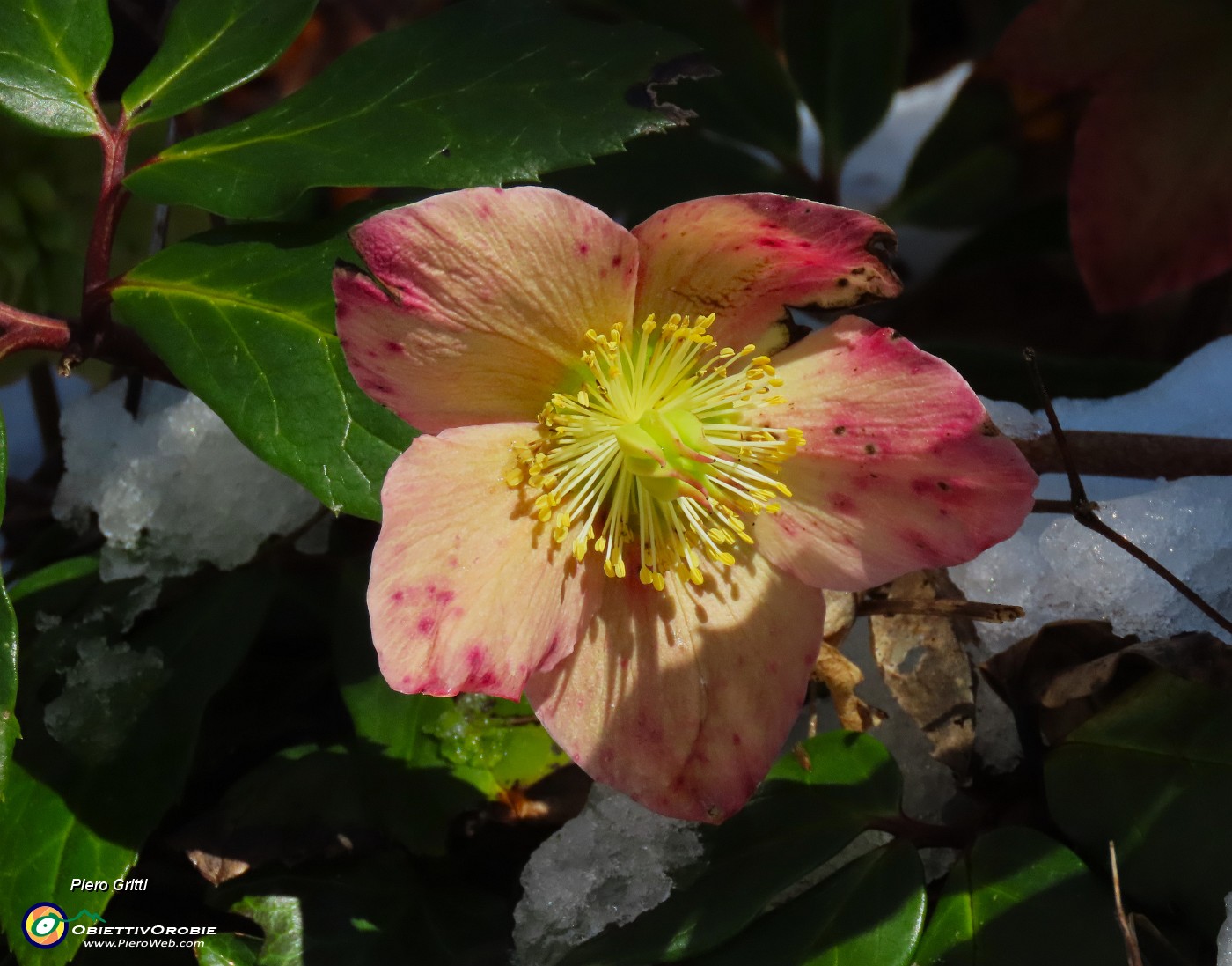 13 Elleboro al di sopra della neve.JPG